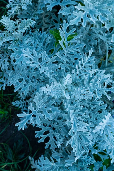 Cineraria海事 銀観賞植物 灰色の緑の葉 植物の白い葉 クローズアップ草本植物 Cineraria海事のロゼット 秋の太陽 — ストック写真