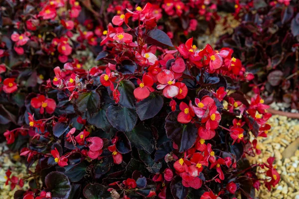 Vzor Krásných Červených Růžových Begonových Květů Strukturovat Plný Kvetoucí Zahradu — Stock fotografie