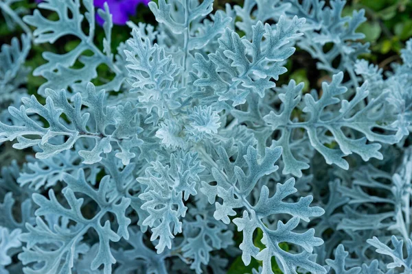 Foglie Traforate Cineraria Marittima Pianta Ornamentale Argento Foglie Verdi Grigie — Foto Stock