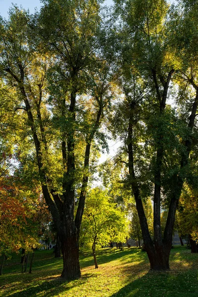 Herfstbos Ondergaande Zon Grote Dikke Eiken Stam Park Stralen Van — Stockfoto