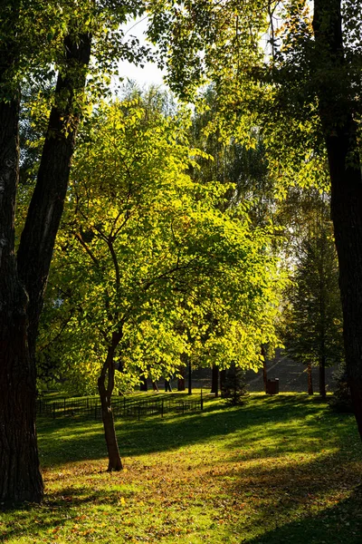 Осенний Лес Закате Солнца Большой Толстый Дубовый Ствол Парке Лучах — стоковое фото