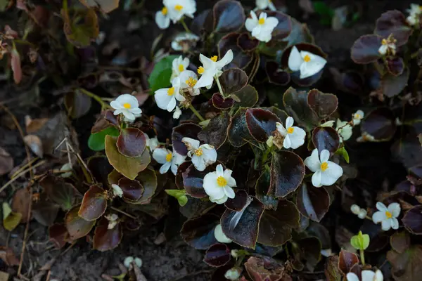 美しい自然の赤とピンクのベゴニアの花のパターンは 背景や壁紙のための花の庭に咲くテクスチャがいっぱい — ストック写真