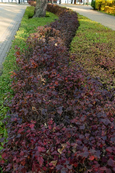 Progettazione Del Paesaggio Cortile Con Sentieri Piastrelle Rosse Siepe Sempreverde — Foto Stock