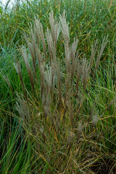 Green Wheat Plants Blue Sky Sunlight Dramatic Low Angle View — ストック写真