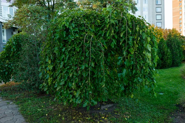 Runde Grüne Büsche Einem Dreieckig Geschnittenen Park Großer Grüner Busch — Stockfoto