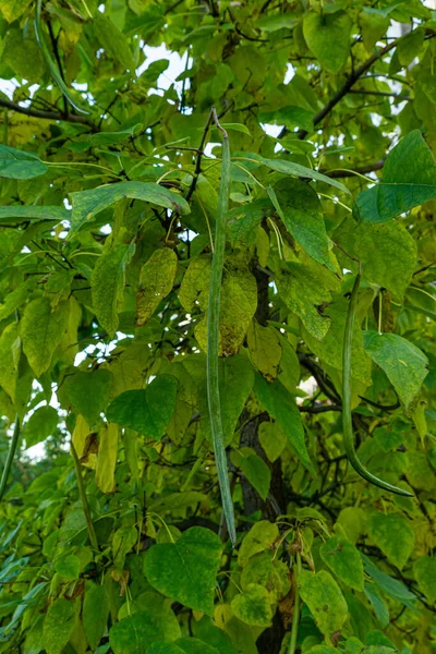 Κλαδιά Του Σημύδας Πράσινα Φύλλα Κρέμονται Απομονωμένα Στο Λευκό Φυσικό — Φωτογραφία Αρχείου
