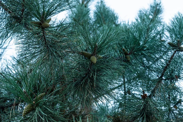 Coltivazione Separata Conifere Nel Parco Grande Cespuglio Conifere Nel Vicolo — Foto Stock