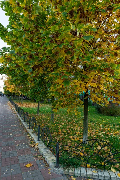 Rode Esdoorn Bladeren Herfst Seizoen Met Blauwe Lucht Wazig Achtergrond — Stockfoto