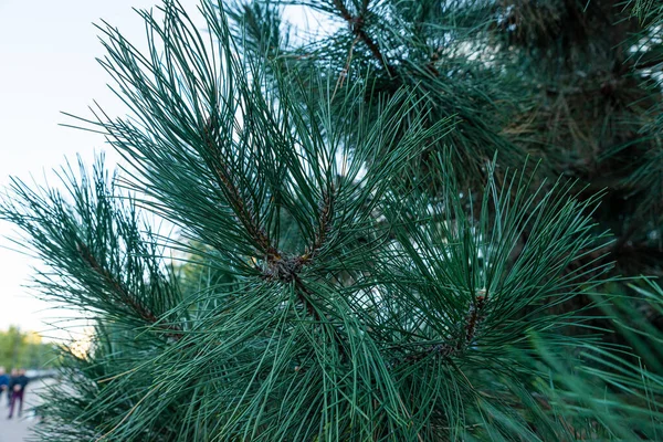Coltivazione Separata Conifere Nel Parco Grande Cespuglio Conifere Nel Vicolo — Foto Stock