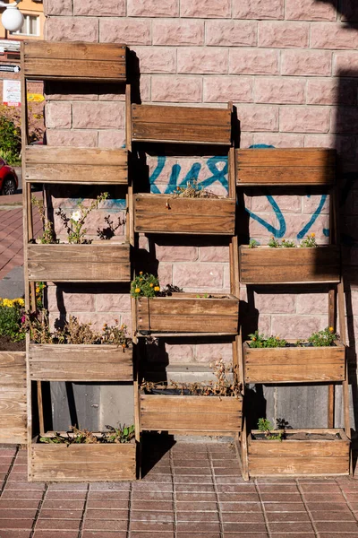 Escaparates Estantes Centro Jardinería Con Plántulas Decoración Productos Para Jardín — Foto de Stock