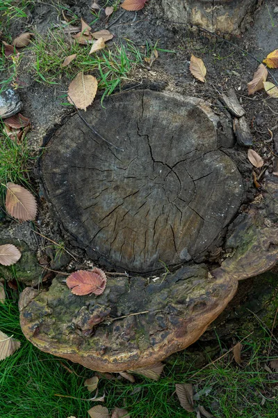 Trozo Tronco Seco Madera Encuentra Asfalto Gris Hierba Verde Calle — Foto de Stock