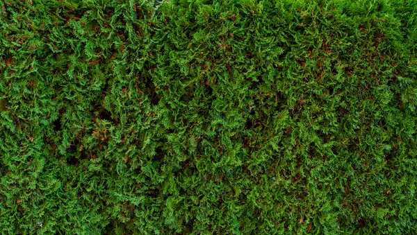Erba Verde Sfondo Texture Vista Dall Alto Simpe Ground — Foto Stock