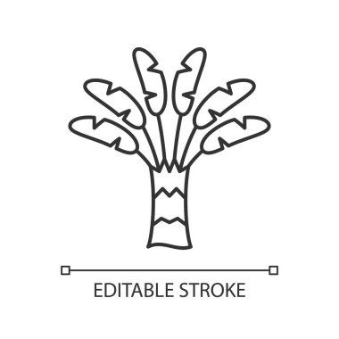 Gezgin palmiye doğrusal simgesi. Tropik açık hava bitkisi. Gezgin ağacı. Ravenala madagascariensis. İnce çizgi özelleştirilebilir illüstrasyon. Contour sembolü. Vektör izole çizim. Düzenlenebilir vuruş