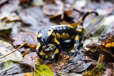 Sarı ve siyah semender (Triturus) makrosu. Katalonya, İspanya 'daki Newt yaşam alanı. Düzenleyicinin metni için boş negatif boşluk.