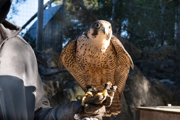 Falconer Con Halcón Mano Espacio Copia Vacío Para Texto Del Imágenes De Stock Sin Royalties Gratis