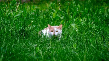 Turuncu kulaklı güzel beyaz bir kedi yeşil çimenlerde oturuyor.