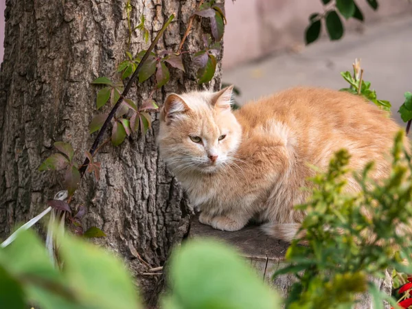 Chat Domestique Gingembre Clair Dans Une Cour Rustique Près Maison — Photo