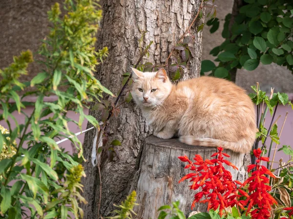 家乡的生姜猫就坐在房子附近的院子里的树桩上 — 图库照片