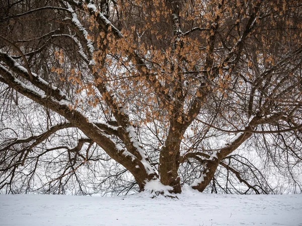 Tree Snow Frozen Pond Winter Frosty Day — Stockfoto