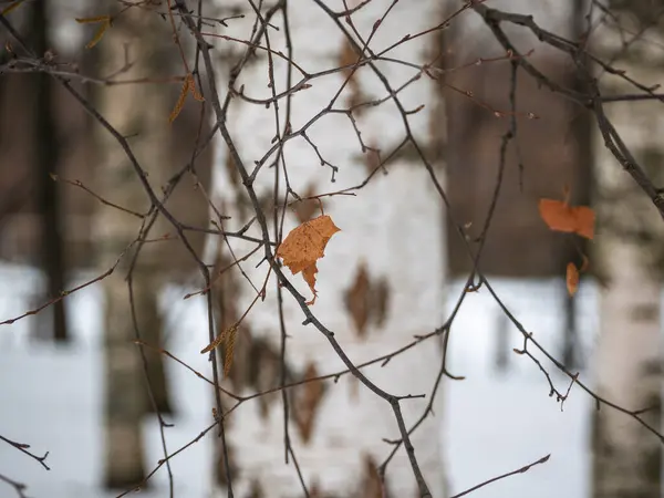 Dry Orange Leaf Bare Branch Background Blurry Birch Trunks Winter — Stockfoto
