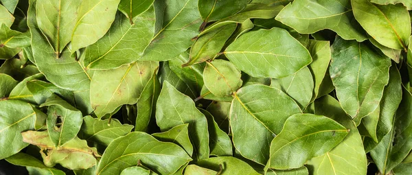 Tas Feuilles Laurier Séchées Fond Feuilles Laurier — Photo