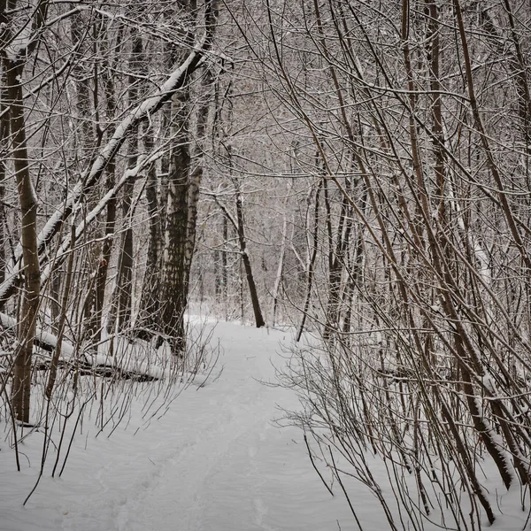 Path Snowy Winter Forest Trees Bushes — Stockfoto