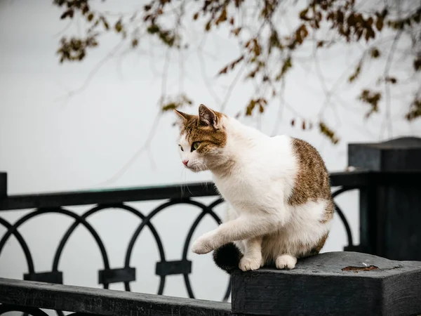 Kucing Jalanan Tunawisma Yang Duduk Pagar Tanggul Kota Menutup Stok Lukisan  