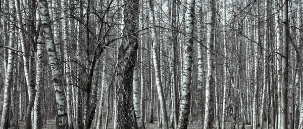 Bare Trunks Birches Birch Grove Panoramic Black White Natural Background — Stockfoto