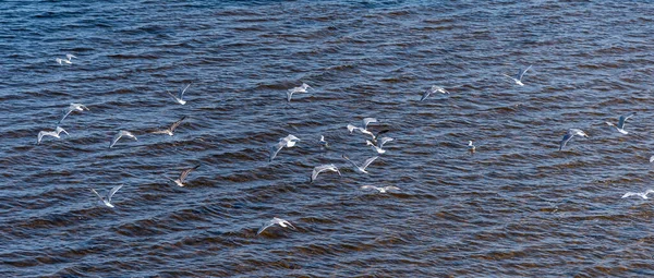 Las Gaviotas Vuelan Superficie Del Agua Mar Con Pequeñas Olas — Foto de Stock