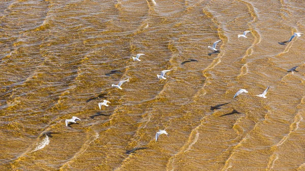 Las Gaviotas Vuelan Sobre Superficie Del Mar Con Fondo Arenoso — Foto de Stock