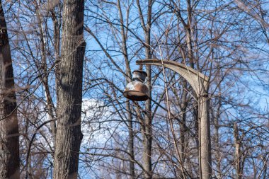 Baharda eski bir parktaki ağaç dalları arasında kırık sokak lambası, yakın plan.