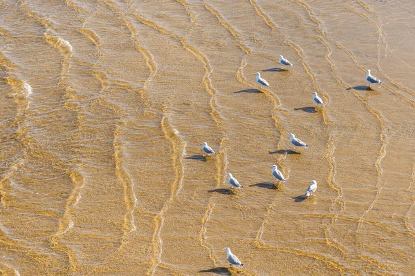Möwen Stehen Wasser Auf Der Sandigen Meeresoberfläche Blick Von Oben — Stockfoto