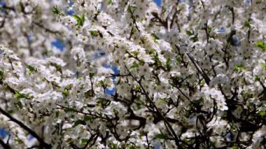 Bahar ağaçları çiçek açıyor ve arılar güneşli bir günde beyaz çiçeklerle