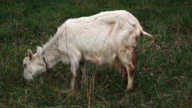 Süt beyazı keçi tarlada yeşil ot çiğniyor.