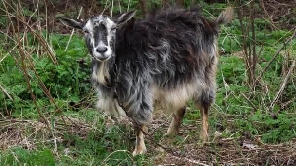 Šedá tmavá koza žvýká zelenou trávu na poli — Stock video