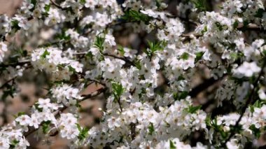 Bahar ağaçları çiçek açıyor ve arılar güneşli bir günde beyaz çiçeklerle uçuyor.