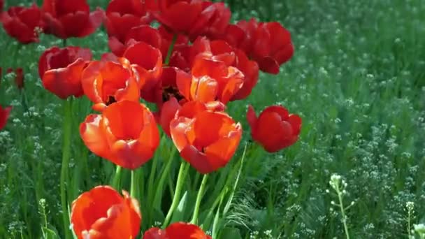 Yeşil Çimenlikte Kırmızı Gelincik Çiçekleri Rüzgarda Sallanıyor — Stok video