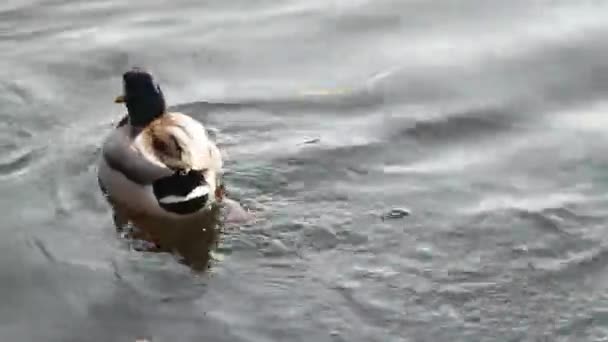 有阳光反射的鸭子在水面上的肖像 — 图库视频影像