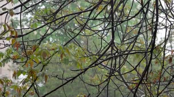 Čerstvé Ořechové Květy Hnědé Větvi Pod Silným Deštěm — Stock video