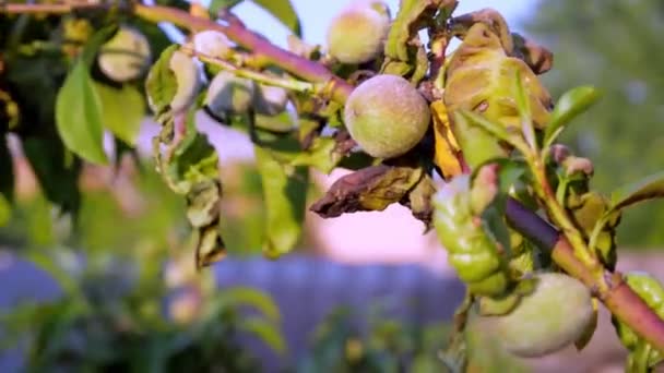 Persika Fruktträd Med Blad Curl Sjukdomar Närbild — Stockvideo