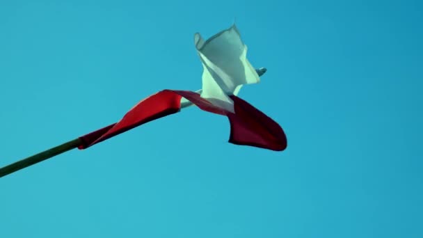 Polnische Rot Weiße Flagge Auf Blauem Himmelhintergrund Wind — Stockvideo