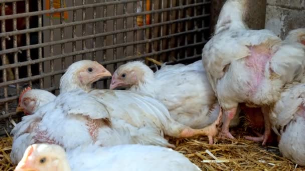 Flock Many Little Chiken Nestings Moves Cage Eco Birds Farm — стокове відео