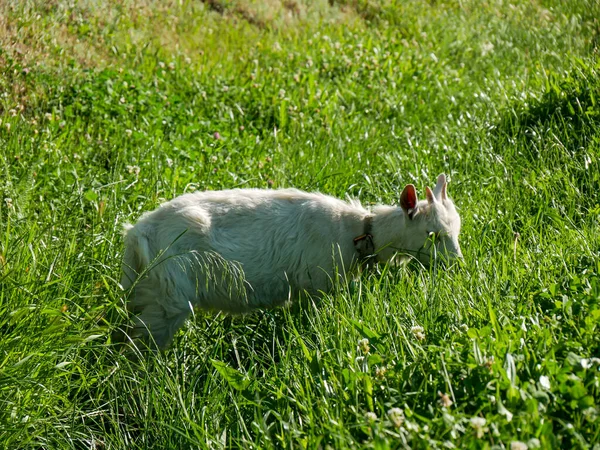 Cabra Branca Mastiga Grama Verde Campo — Fotografia de Stock