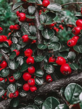 Yeşil yapraklı kırmızı meyveler