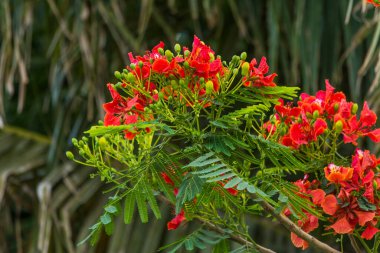 Gulmohar çiçeği yaklaş.