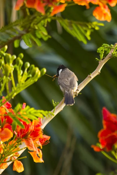 Bulbul Orelhas Brancas Sentado Sozinho — Fotografia de Stock