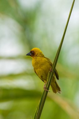 Maskeli dokumacı yaklaş 