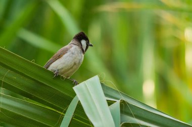 Beyaz kulaklı bulbul tek başına oturuyor.