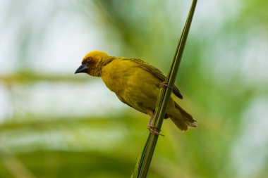 Maskeli dokumacı yaklaş 