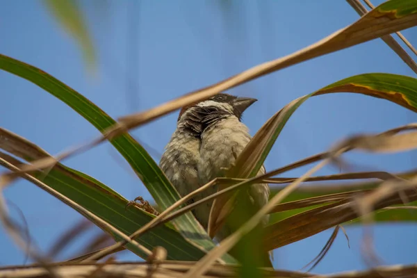 Eurasian Tree Sparrow Jeddah — Stock Photo, Image